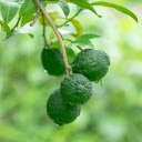 Young green lemon bunch  screen for extension Chrome web store in OffiDocs Chromium