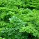 Young green parsley  screen for extension Chrome web store in OffiDocs Chromium