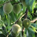 young green peaches  screen for extension Chrome web store in OffiDocs Chromium