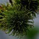 Young green rambutan fruit  screen for extension Chrome web store in OffiDocs Chromium