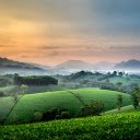 Young green tea hills  screen for extension Chrome web store in OffiDocs Chromium