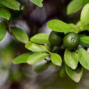 Young kumquats  screen for extension Chrome web store in OffiDocs Chromium