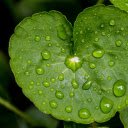 Young leaf and water drop  screen for extension Chrome web store in OffiDocs Chromium