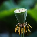 Young lotus  screen for extension Chrome web store in OffiDocs Chromium