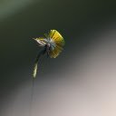 Young lotus stem  screen for extension Chrome web store in OffiDocs Chromium