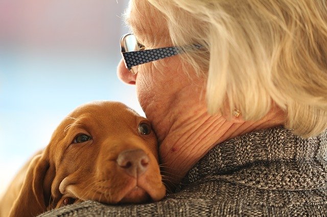 Бесплатно скачать молодой старый щенок милая любовная собака бесплатное изображение для редактирования с помощью бесплатного онлайн-редактора изображений GIMP