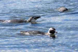 Free download Young penguins going for a swim free photo or picture to be edited with GIMP online image editor