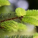 Young pine branches  screen for extension Chrome web store in OffiDocs Chromium