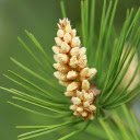 young pine cones  screen for extension Chrome web store in OffiDocs Chromium