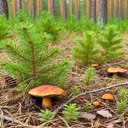 Young pine trees Wallpaper  screen for extension Chrome web store in OffiDocs Chromium