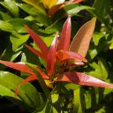 Young red leaves  screen for extension Chrome web store in OffiDocs Chromium