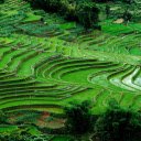 Young rice fields  screen for extension Chrome web store in OffiDocs Chromium