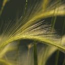young rice flowers  screen for extension Chrome web store in OffiDocs Chromium