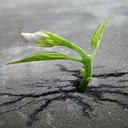 Young tree wallpaper  screen for extension Chrome web store in OffiDocs Chromium