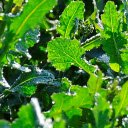 Young vegetable garden  screen for extension Chrome web store in OffiDocs Chromium