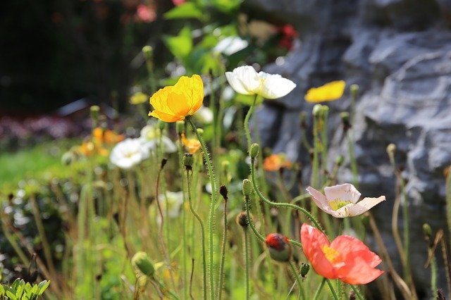 Unduh gratis gambar taman bunga cantik yu untuk diedit dengan editor gambar online gratis GIMP