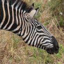 Zebra and the hayfield  screen for extension Chrome web store in OffiDocs Chromium