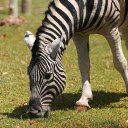 Zebra on the grassland  screen for extension Chrome web store in OffiDocs Chromium