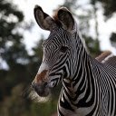 Zebras and beards  screen for extension Chrome web store in OffiDocs Chromium