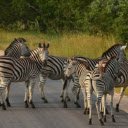 Zebra: The Striped Beauty of the Savannah  screen for extension Chrome web store in OffiDocs Chromium