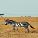 Zebra wallpaper  screen for extension Chrome web store in OffiDocs Chromium