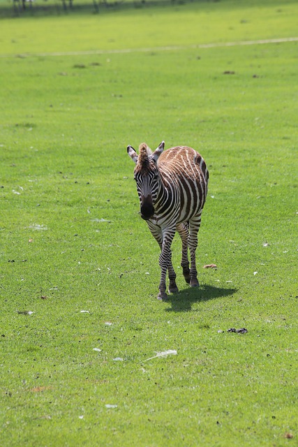 Free download zebra wildlife animal equine free picture to be edited with GIMP free online image editor