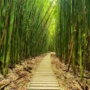 Zen Bamboo Forest  screen for extension Chrome web store in OffiDocs Chromium