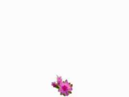Free download zikr free photo or picture to be edited with GIMP online image editor