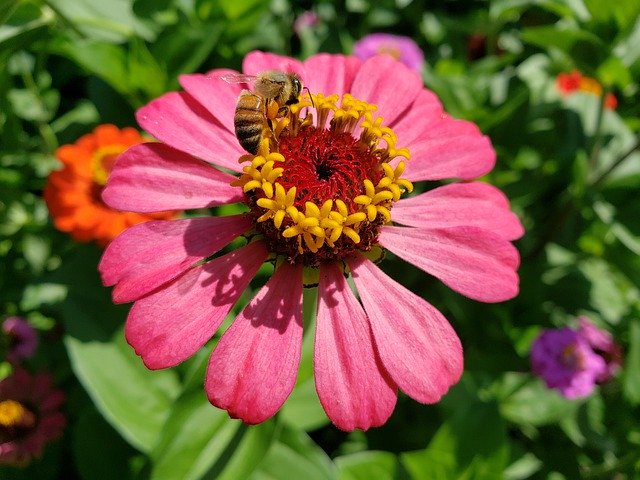 Bezpłatne pobieranie Zinnia Flower Bloom - bezpłatne zdjęcie lub obraz do edycji za pomocą internetowego edytora obrazów GIMP