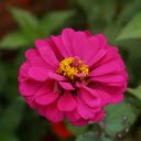 Zinnia flower growing in garden  screen for extension Chrome web store in OffiDocs Chromium