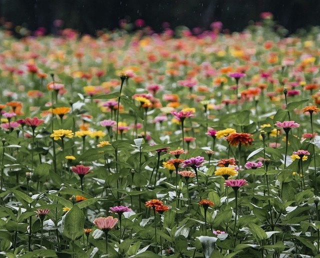 Free download zinnia pink flowers insect free picture to be edited with GIMP free online image editor