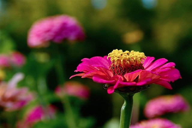 Scarica gratuitamente l'immagine gratuita di fiori di zinia che sbocciano da modificare con l'editor di immagini online gratuito GIMP
