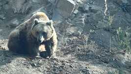 Bezpłatne pobieranie Zoo Animals Nature - bezpłatne wideo do edycji za pomocą internetowego edytora wideo OpenShot