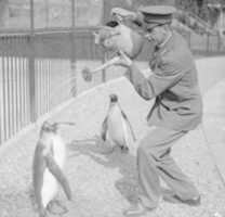 Descărcare gratuită Zookeeper Giving Penguins A Shower fotografie sau imagini gratuite pentru a fi editate cu editorul de imagini online GIMP