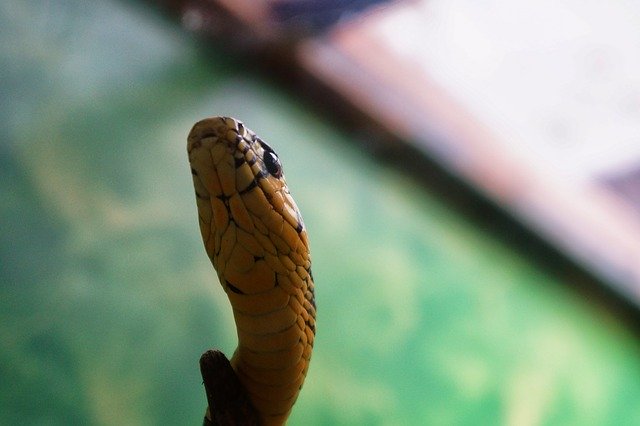 Muat turun percuma gambar haiwan herpetologi ular zoo untuk diedit dengan editor imej dalam talian percuma GIMP