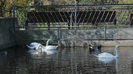 Download grátis Zoo Swans - vídeo grátis para ser editado com o editor de vídeo online OpenShot
