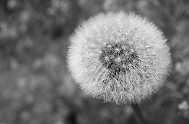 Muat turun percuma gambar percuma zwart en wit dandelion padang rumput untuk diedit dengan editor imej dalam talian percuma GIMP
