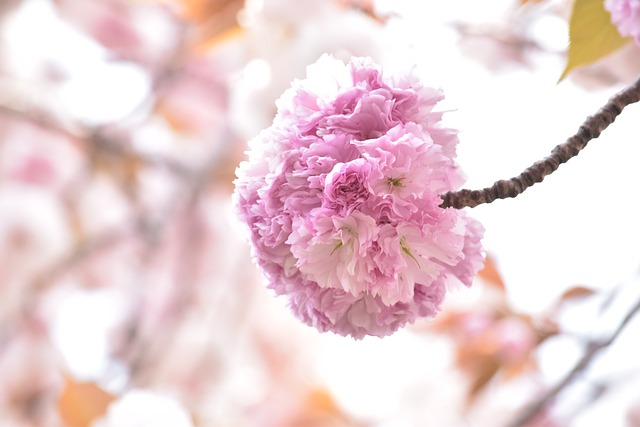Free download yae sakura landscape flowers spring free picture to be edited with GIMP free online image editor