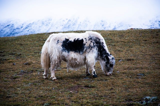 Free download yak animal heard nature free picture to be edited with GIMP free online image editor