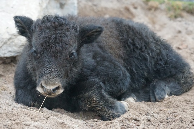 Free download yak beef domestic cattle free picture to be edited with GIMP free online image editor