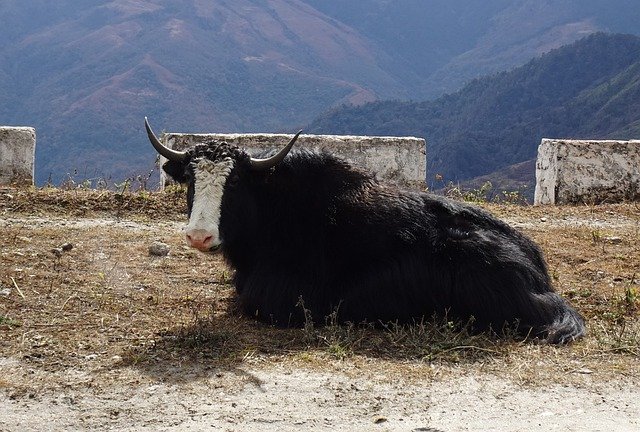 Free download yak bovine bos grunniens free picture to be edited with GIMP free online image editor