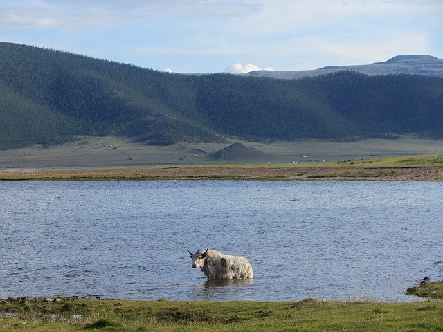 Free picture Yak Lake Mongolia -  to be edited by GIMP free image editor by OffiDocs