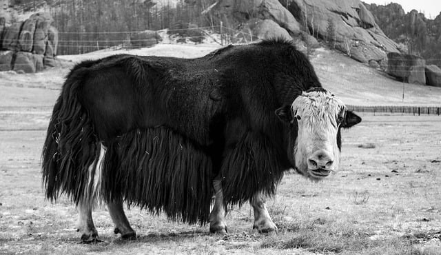 Free download yak mongolia animal wildlife free picture to be edited with GIMP free online image editor