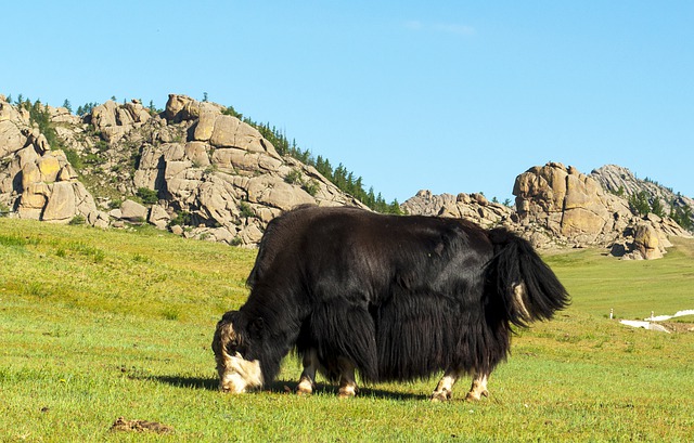 Free download yak pasture livestock cattle free picture to be edited with GIMP free online image editor