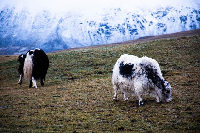 Free download yaks animal mountain mongolia free picture to be edited with GIMP free online image editor