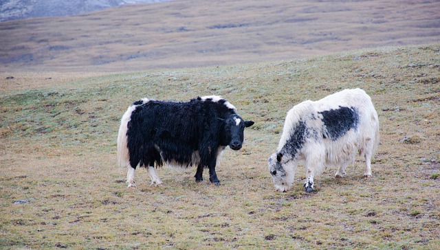 Free download yaks heard mongolia free picture to be edited with GIMP free online image editor