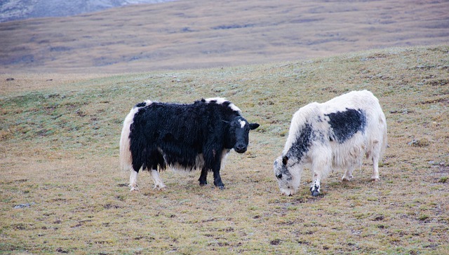 Scarica gratuitamente l'immagine gratuita di Yaks Heard della Mongolia da modificare con l'editor di immagini online gratuito GIMP