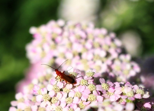 Download gratuito Yarrow Flowers Beetle: foto o immagine gratuita da modificare con l'editor di immagini online GIMP