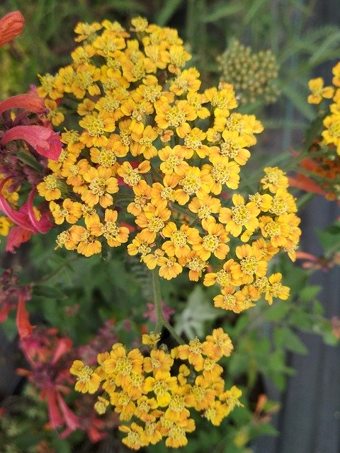 Free download Yarrow Flowers Yellow -  free photo or picture to be edited with GIMP online image editor