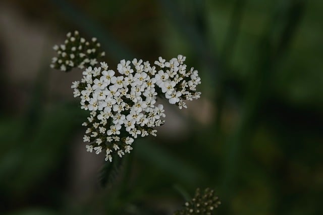 Free download yarrow usually nature close up free picture to be edited with GIMP free online image editor